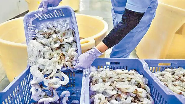 రొయ్యకు ‘యుద్ధ’ కష్టం