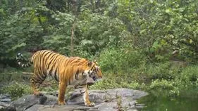 కొత్తగూడెం జిల్లాలో పెద్దపులి 