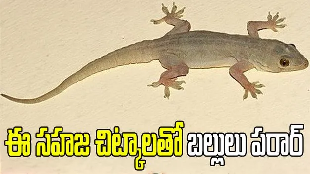 కెమికల్ స్ప్రేలు అవసరం లేదు.. ఈ సహజ చిట్కాలతో బల్లులు పరారవుతాయి