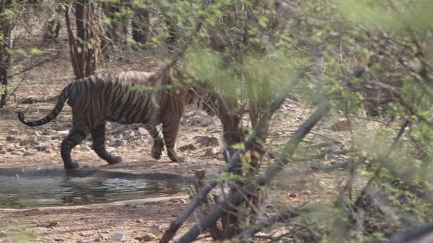 మళ్లీ పులొచ్చింది!