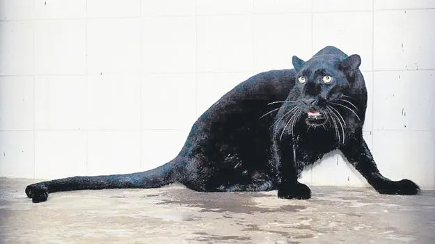 విశాఖ జూకు బ్లాక్‌ పాంథర్‌