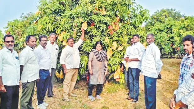 కాయ నిగనిగ ధర ధగధగ!