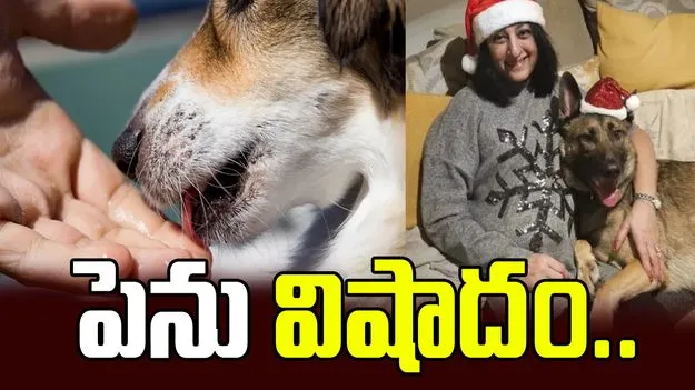 పెను విషాదం.. పెంపుడు కుక్క కారణంగా కాళ్లు, చేతులు..
