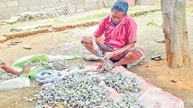 అనుమతి కిలోల్లో తయారీ క్వింటాళ్లలో