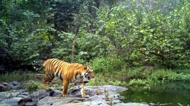 పాపికొండల్లోనే పెద్దపులి!