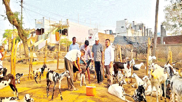 PPR పశువులకు  పీపీఆర్‌ ముప్పు