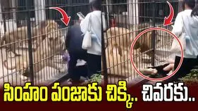 సింహాలు బోనులో ఉన్నాయి కదా అని నిర్లక్ష్యంగా ఉంటే అంతే.. ఈ బాలికకు ఏమైందంటే..