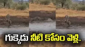 దాహం తీర్చుకోవడానికి వెళ్లి ప్రాణాలే పోగొట్టుకుందిగా.. చిరుత పులి నీరు తాగుతుండగా సడన్‌గా ఏమైందో చూడండి..