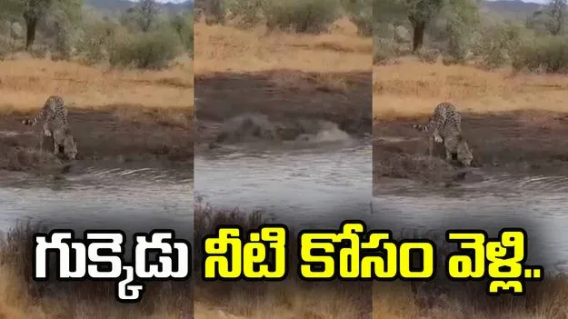 దాహం తీర్చుకోవడానికి వెళ్లి ప్రాణాలే పోగొట్టుకుందిగా.. చిరుత పులి నీరు తాగుతుండగా సడన్‌గా ఏమైందో చూడండి..