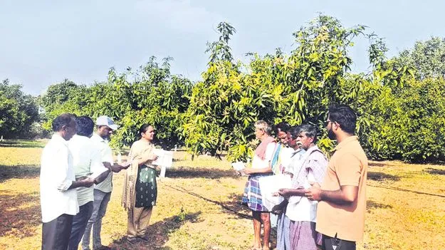 ఫ్రూట్‌ కవర్లతో అధిక  దిగుబడి   