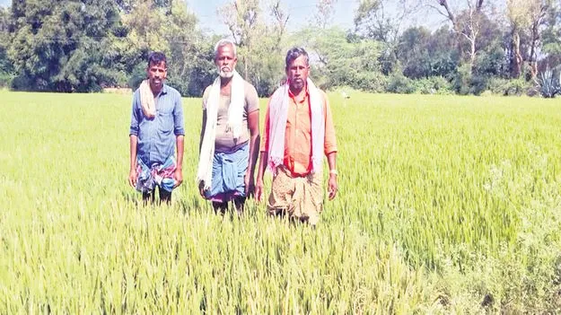 ముంచిన నాసిరకం విత్తనాలు