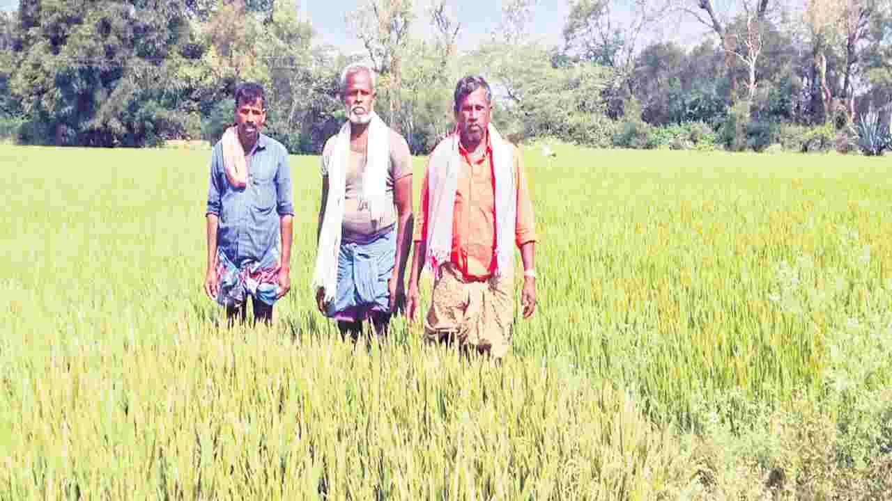 ముంచిన నాసిరకం విత్తనాలు