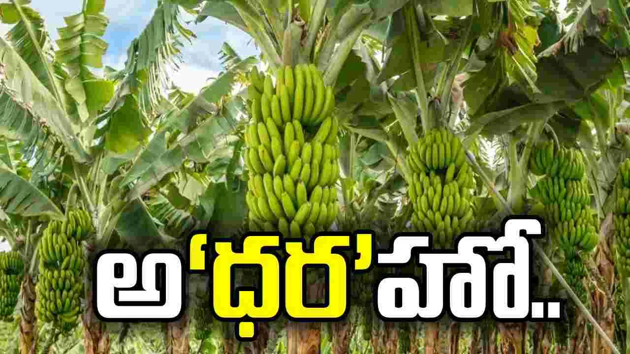 అ‘ధర’హో.. అరటి క్వింటా రూ.25 వేలు