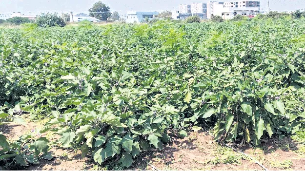 వంగ రైతు బెంగ