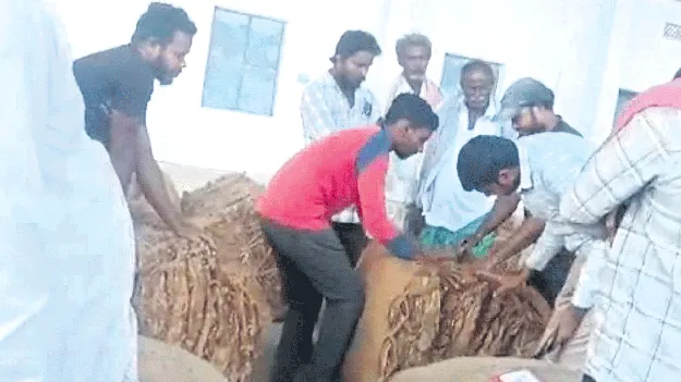 దగా పడ్డ వైట్‌బర్లీ రైతు