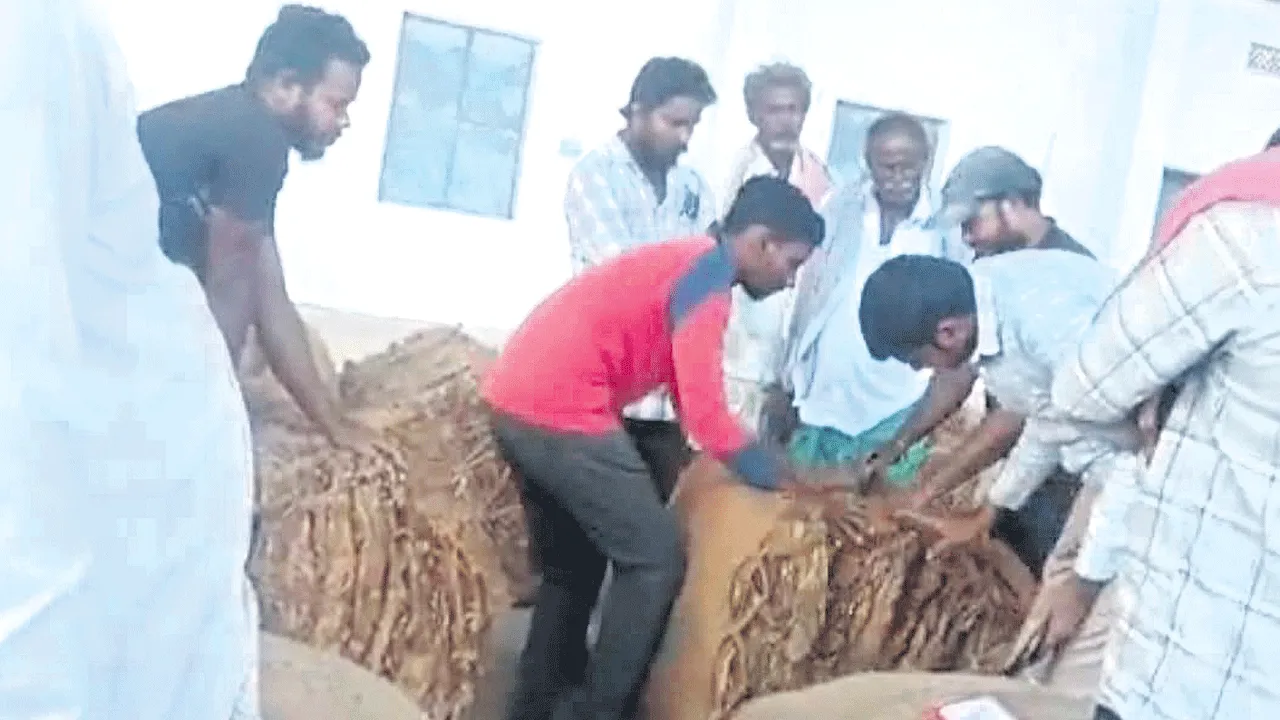 దగా పడ్డ వైట్‌బర్లీ రైతు