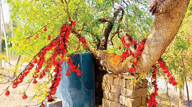  Polamamba పోలమాంబపై  నమ్మకానికి నిదర్శనం