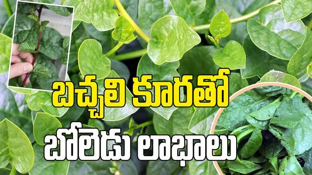 బచ్చలి కూర పెరటి మొక్కే కావచ్చు.. దీని లాభాలు తెలిస్తే అస్సలు వదలరు!