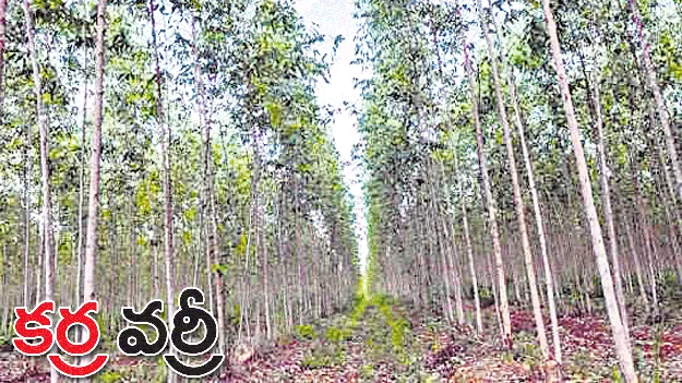 కర్ర వర్రీ