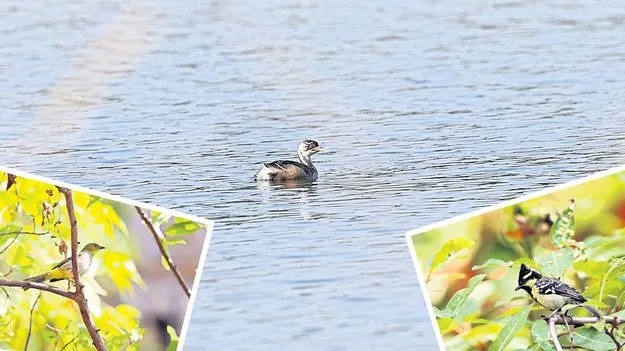 Birds: ముగిసిన పక్షుల గణన