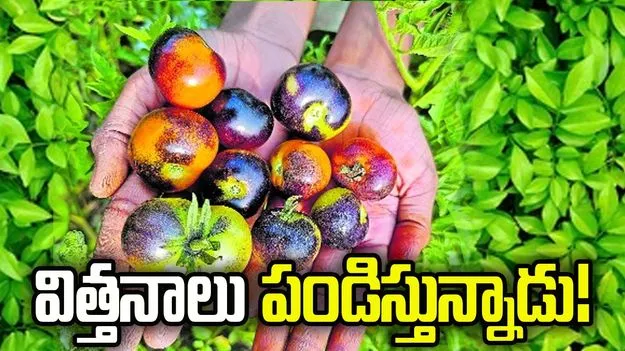 విత్తనాలు పండిస్తున్నాడు!