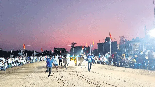 హోరాహోరీగా ఎడ్ల పోలురాదా పోటీలు