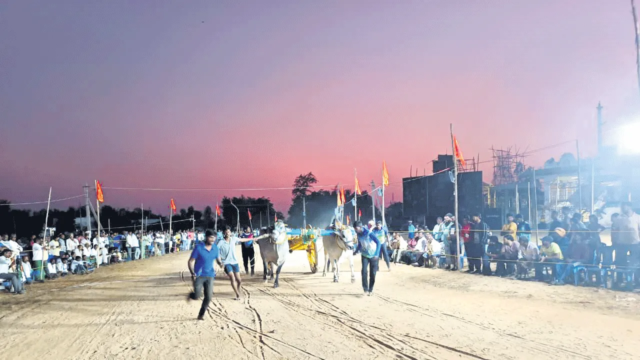 హోరాహోరీగా ఎడ్ల పోలురాదా పోటీలు