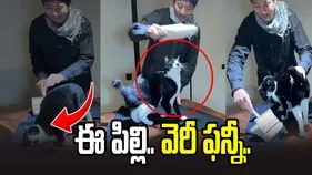 ఈ పిల్లి చేష్టలు మామూలుగా.. యజమానిని ఎలా ఆటపట్టిస్తుందో చూస్తే.. 