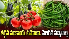 తగ్గిన వంకాయ, టమోటా.. పెరిగిన పచ్చిమిర్చి 