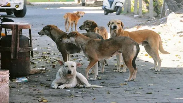 కుక్కలు లాక్కెళ్లి.. పొదల్లో పడేశాయ్‌