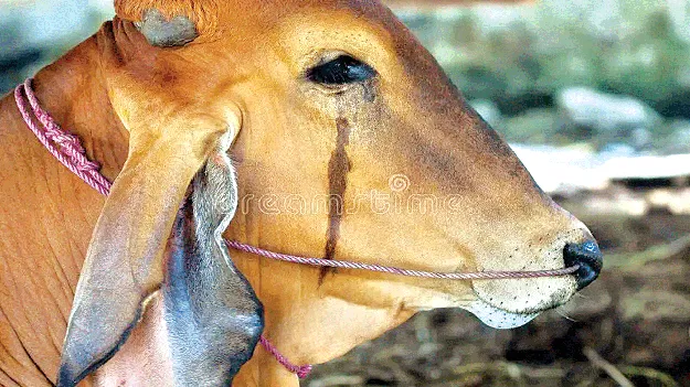 cow worry గోవుల ఘోష