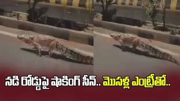 మండుటెండలో రోడ్డుపై షాకింగ్ సీన్.. మొసళ్ల నిర్వాకం చూసి అంతా షాక్.. 
