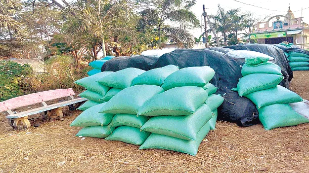   Paddy Remains Stuck నూర్పుడిలో ఆలస్యం..  కదలని ధాన్యం