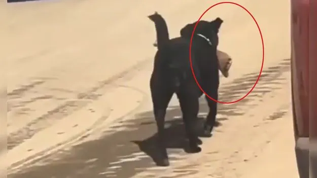 కుక్క నోటిలో మనిషి కాలు.. వైరల్‌గా మారిన వీడియో..