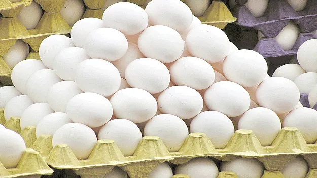 A war blow to the egg గుడ్డుకు యుద్ధం దెబ్బ