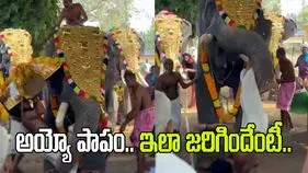 అయ్యో పాపం.. ఊరేగింపులో ఏనుగును సిద్ధం చేస్తుండగా ఏమైందో చూడండి.. 