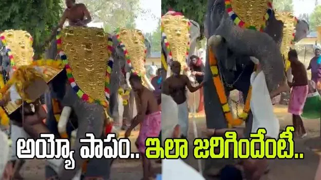 అయ్యో పాపం.. ఊరేగింపులో ఏనుగును సిద్ధం చేస్తుండగా ఏమైందో చూడండి.. 