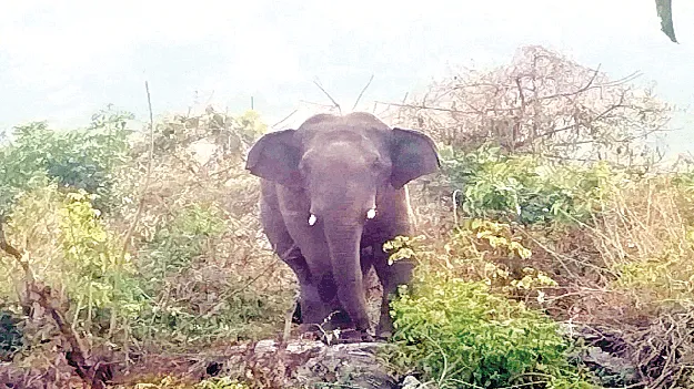 Wild Elephant  గున్న ఏనుగు సంచారం
