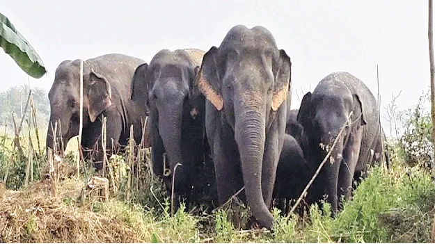 Elephants తోటపల్లిలో ఏనుగులు తోటపల్లిలో ఏనుగులు 