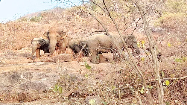 Elephants  అర్తాం కొండల్లో ఏనుగులు 