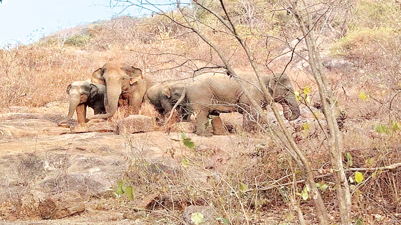Elephants  అర్తాం కొండల్లో ఏనుగులు 