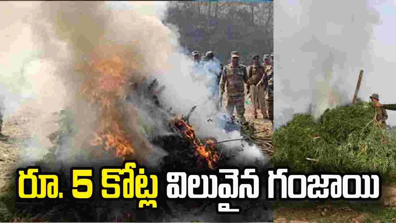 రూ. 5 కోట్ల విలువైన 953 కేజీల గంజాయి తగులబెట్టిన అధికారులు