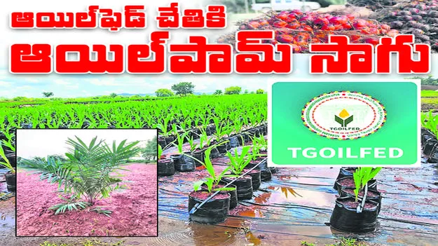 ఆయిల్‌ఫెడ్‌ చేతికి ఆయిల్‌పామ్‌ సాగు 