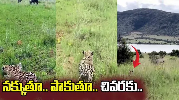 కుందేలు కోసం చిరుత మాస్టర్ ప్లాన్.. ఎంత తెలివిగా దాడి చేసిందో చూస్తే.. 