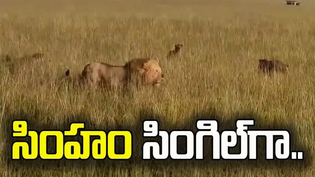 ఒక వైపు మృగరాజు.. మరో వైపు 30 హైనాలు.. చివరకు ఏం జరిగిందంటే..