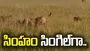 ఒక వైపు మృగరాజు.. మరో వైపు 30 హైనాలు.. చివరకు ఏం జరిగిందంటే..