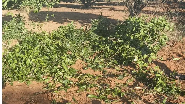 పంటలపై ఆగని ‘గజ’ దాడులు