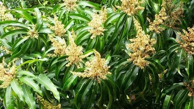 మామిడి దిగుబడిపై ఆశలు