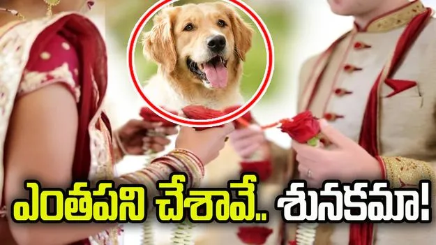 పెంపుడు కుక్క వల్ల పెళ్లి ఆగిపోయిందిగా.!
