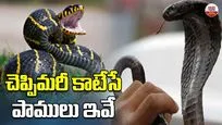 పాములు కాటేసే ముందు హెచ్చరిస్తాయట!